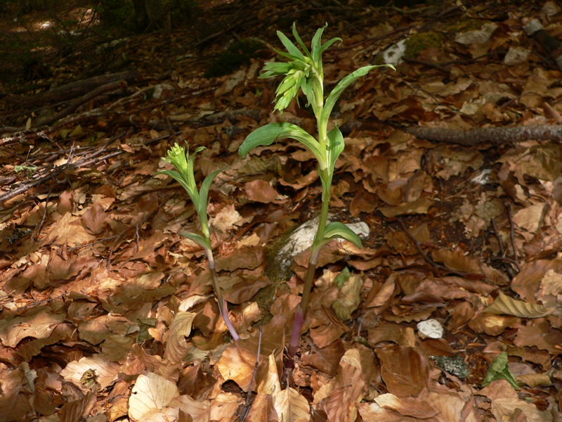 Epipactis purpurata